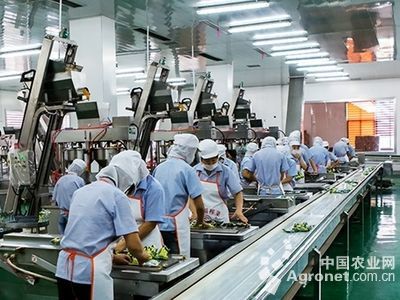 大白菜产地价格行情与栽培技术推广现状分析